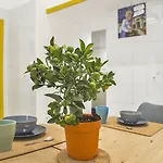 Bed & Breakfast 26 Urban